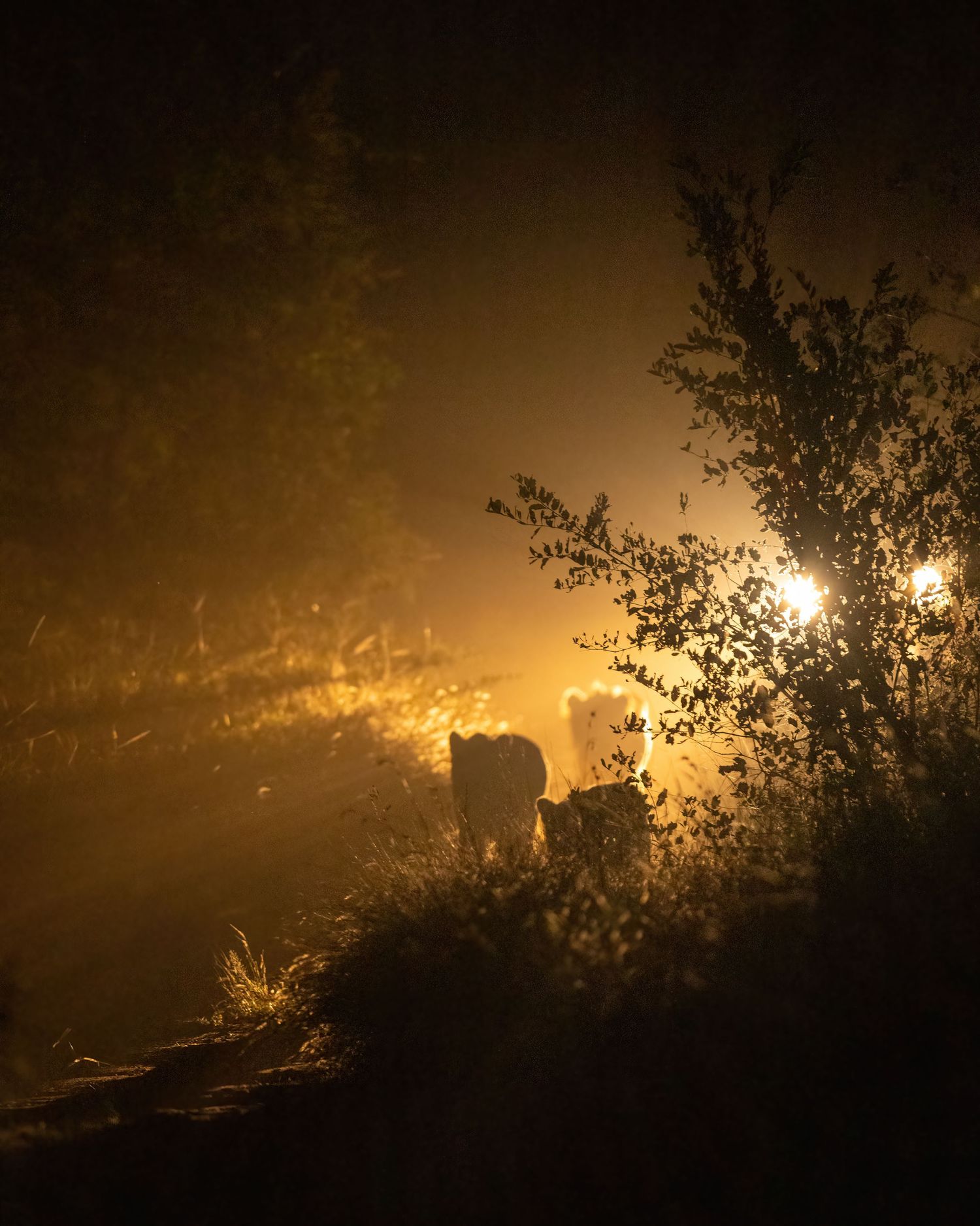 Dramatic silhouette of wildlife against golden sunset through trees.