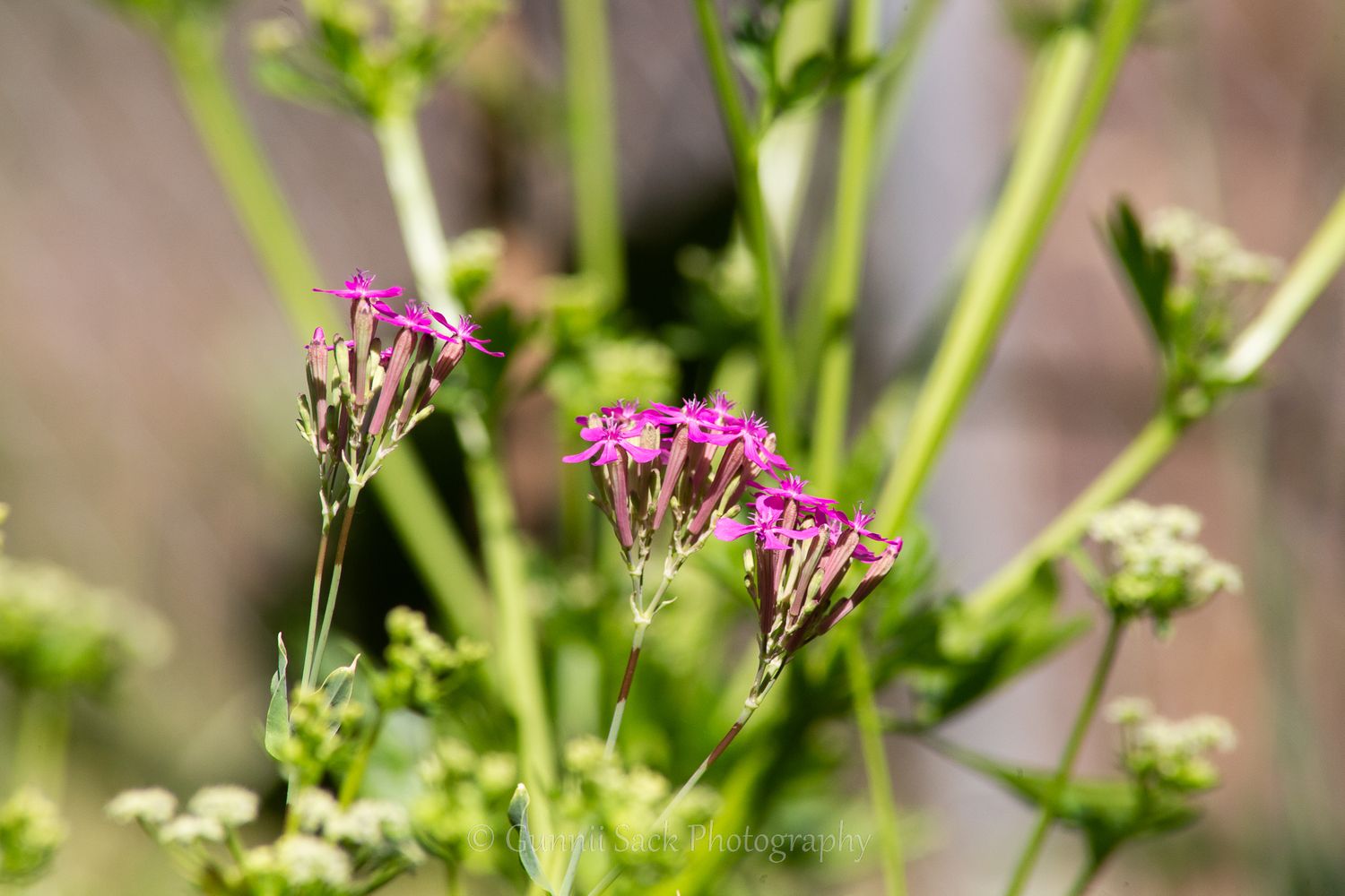 sugar snap pea flowers, hi-yo farms, gunnii sack photography, zone9b