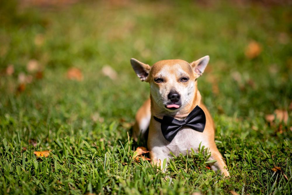 Small tan dog wearing a black bowtie lying on grass with fallen leaves.