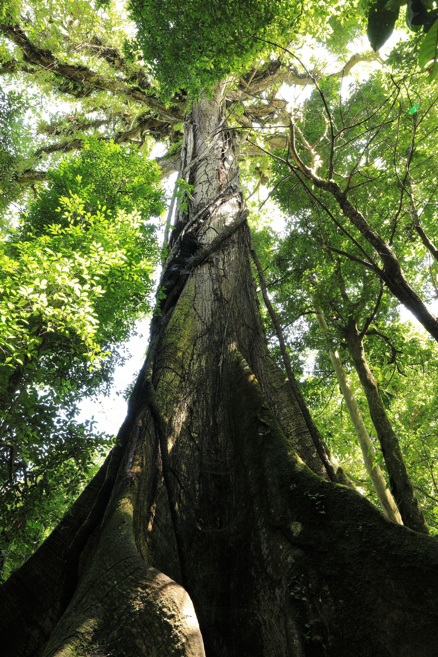 Towering tree trunk stretches upward through a lush green forest canopy with dramatic lighting.