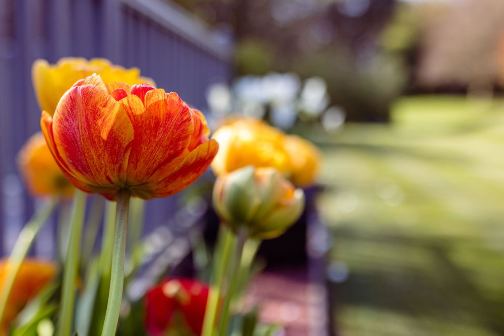 Colorful orange and yellow tulips in selective focus against blurred garden background.