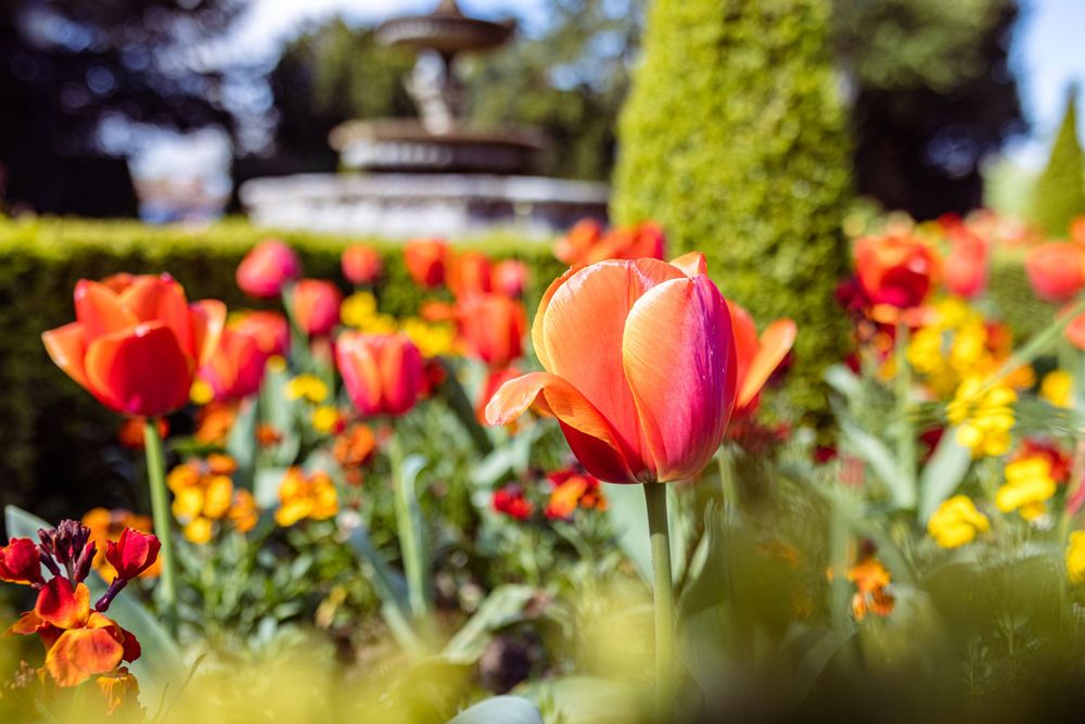 Vibrant orange tulips blooming in a colorful garden bed with soft focus background.