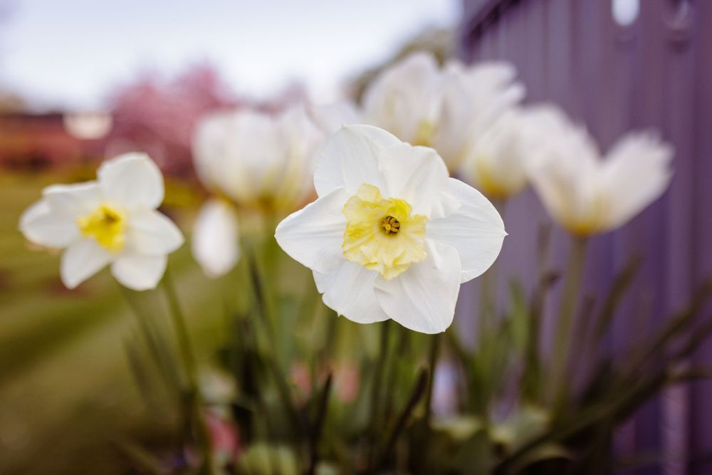 White daffodils with yellow centers blooming against a purple background.