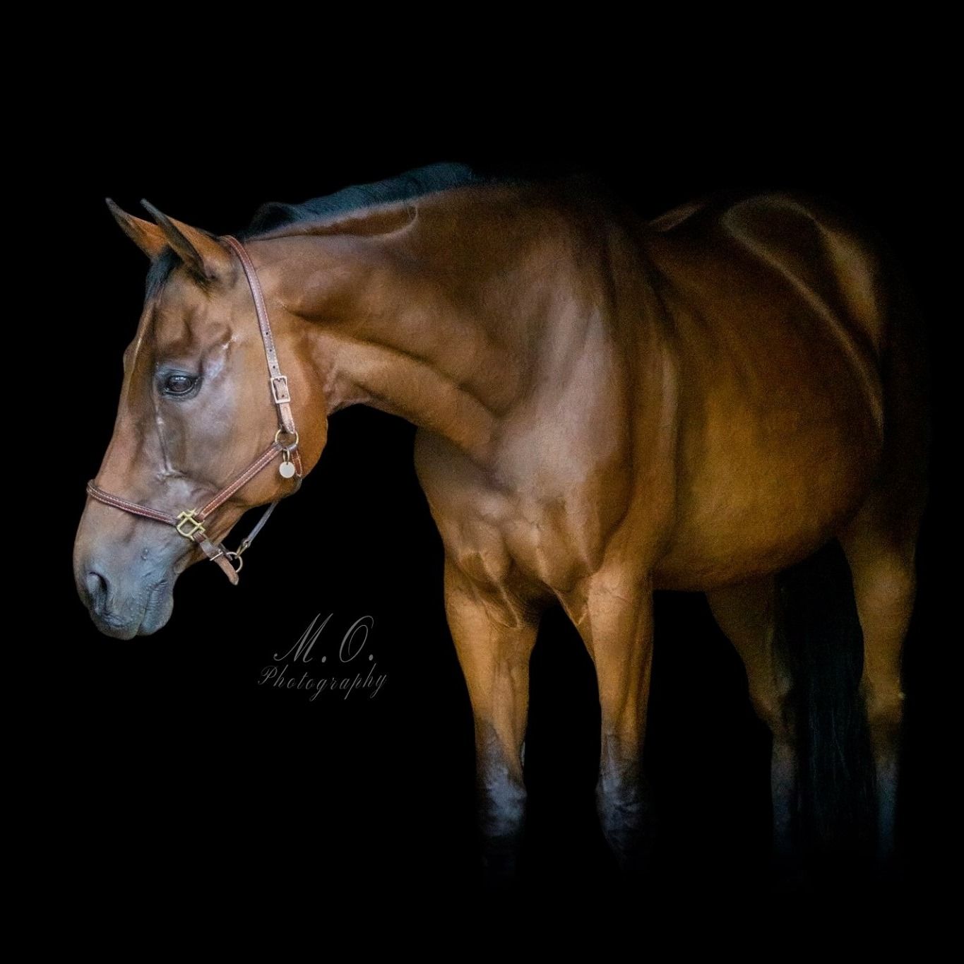 Equine photographer, Lehigh valley, black backgrounds, mo equine photography, horse and rider sessions, pet photography