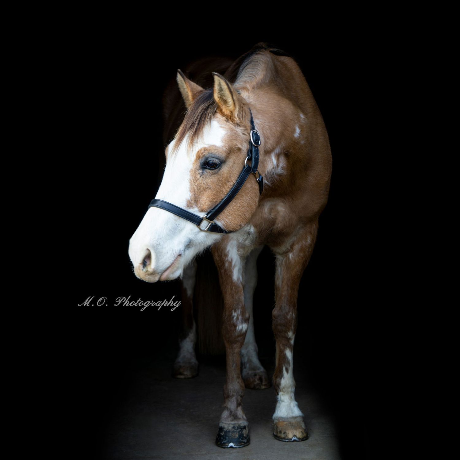 Equine photographer, Lehigh valley, black backgrounds, mo equine photography, horse and rider sessions, pet photography