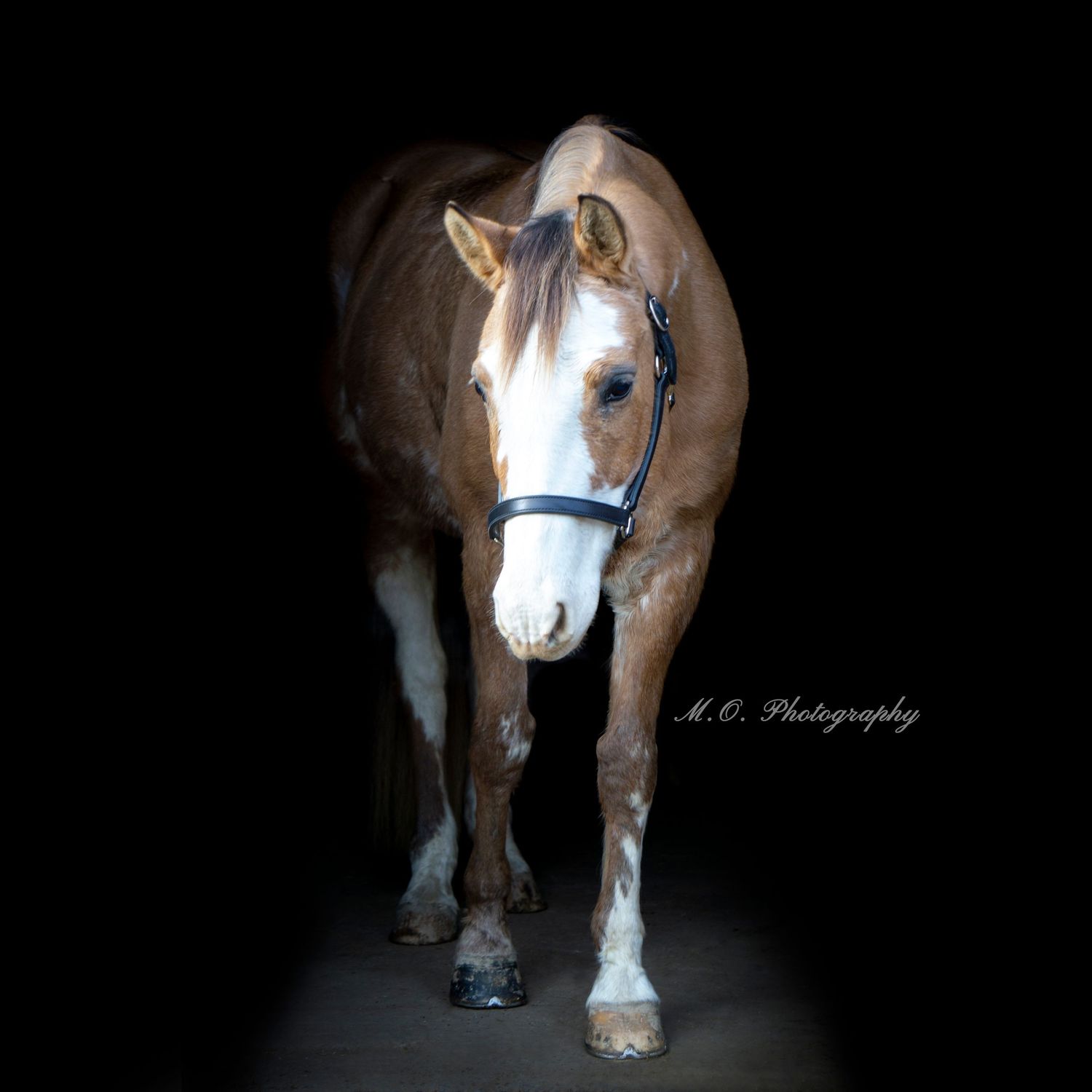 Equine photographer, Lehigh valley, black backgrounds, mo equine photography, horse and rider sessions, pet photography