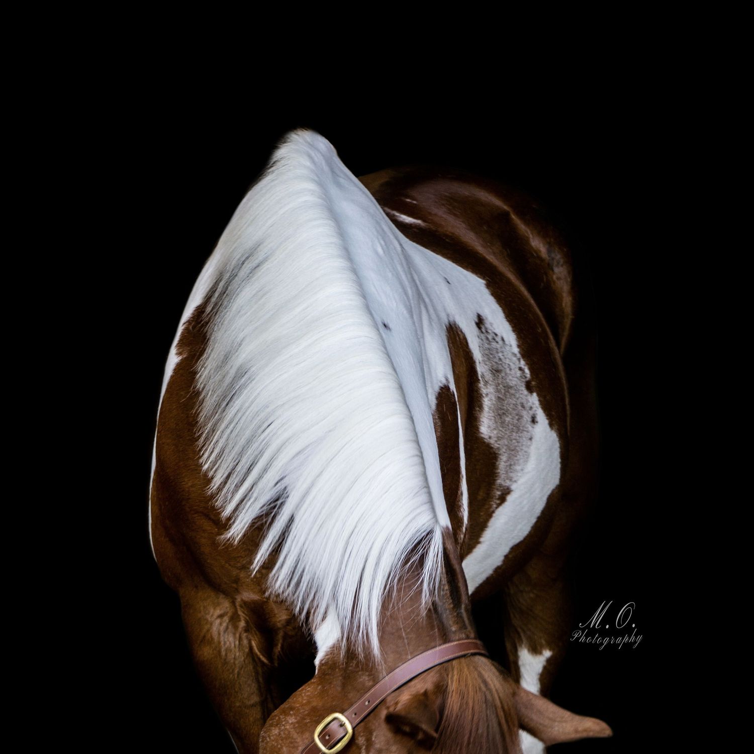 Equine photographer, Lehigh valley, black backgrounds, mo equine photography, horse and rider sessions, pet photography