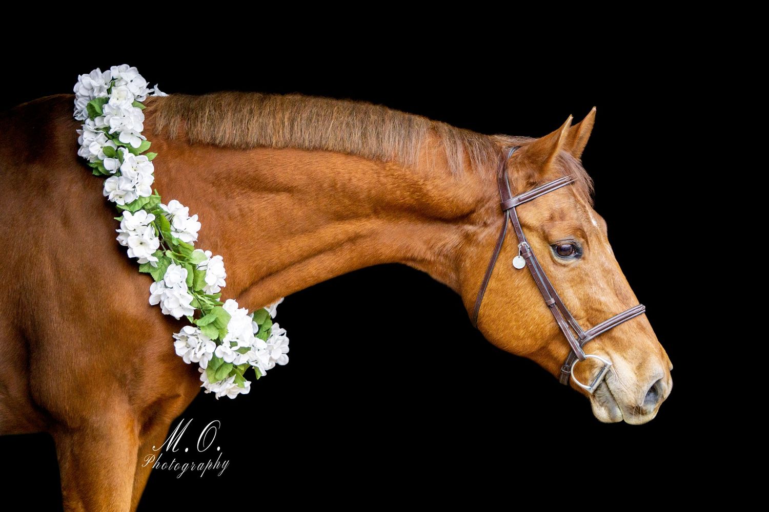 Equine photographer, Lehigh valley, black backgrounds, mo equine photography, horse and rider sessions, pet photography