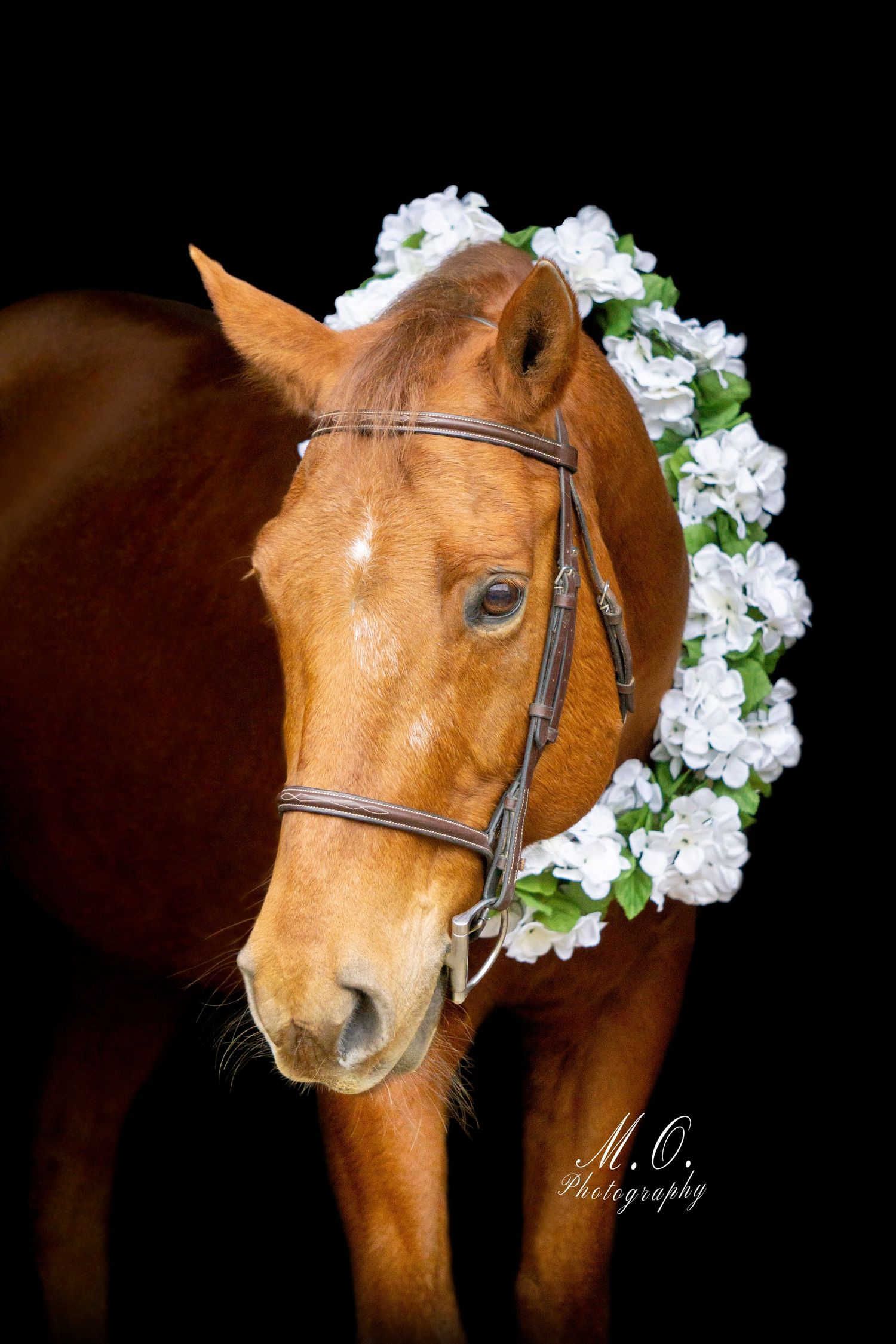 Equine photographer, Lehigh valley, black backgrounds, mo equine photography, horse and rider sessions, pet photography