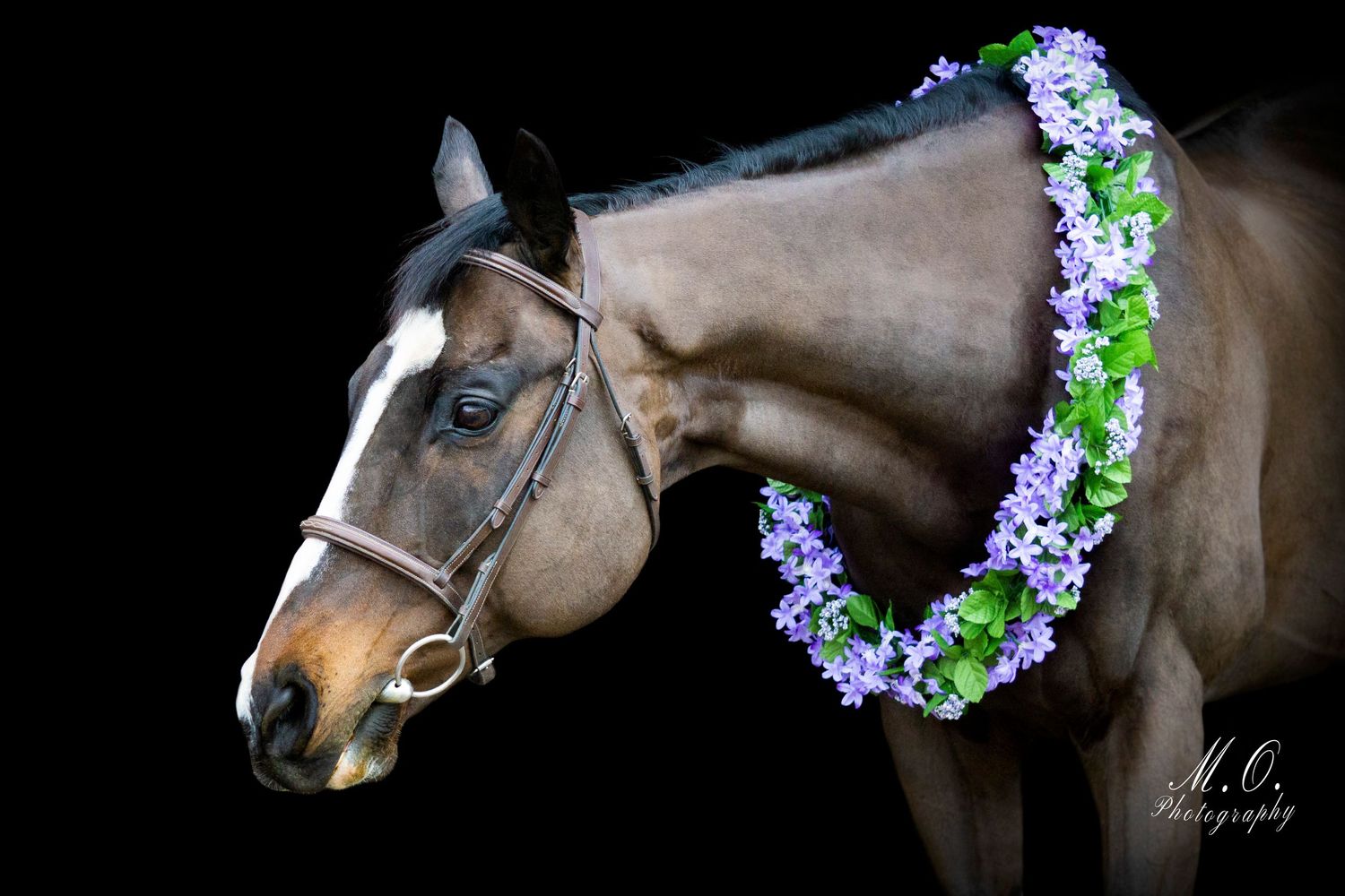 Equine photographer, Lehigh valley, black backgrounds, mo equine photography, horse and rider sessions, pet photography