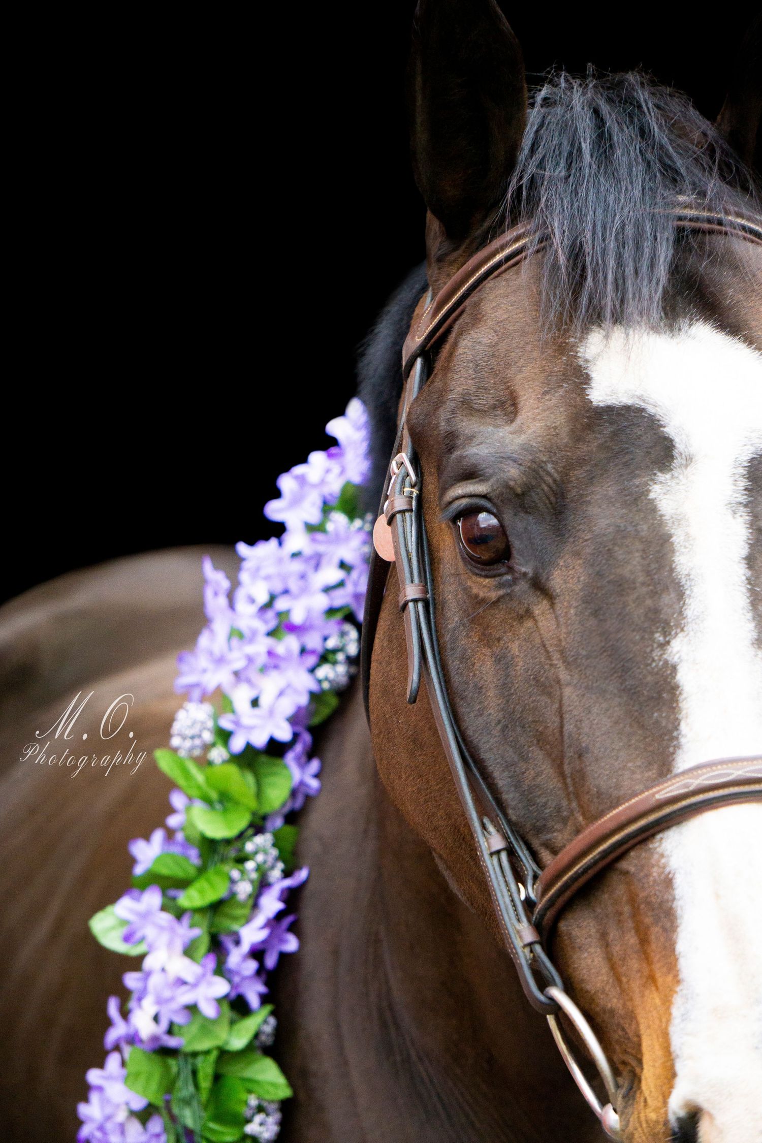 Equine photographer, Lehigh valley, black backgrounds, mo equine photography, horse and rider sessions, pet photography