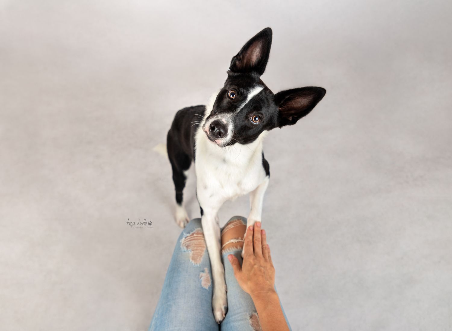 Fotografía canina profesional en exteriores