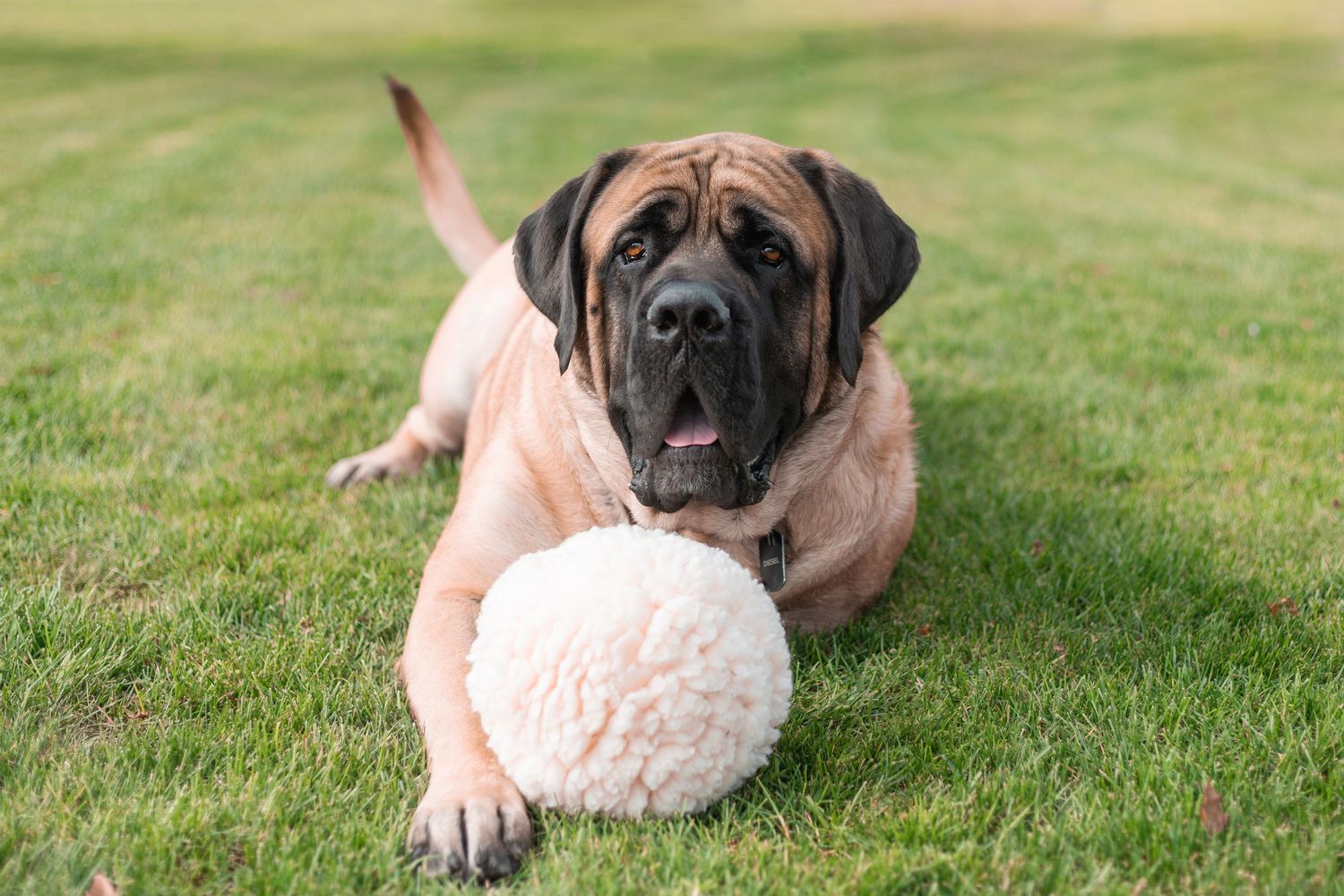 Dog Photography Dog Toy Spring
