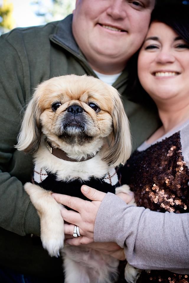 Close up portrait of a Pekingese dog being held by its owners.
