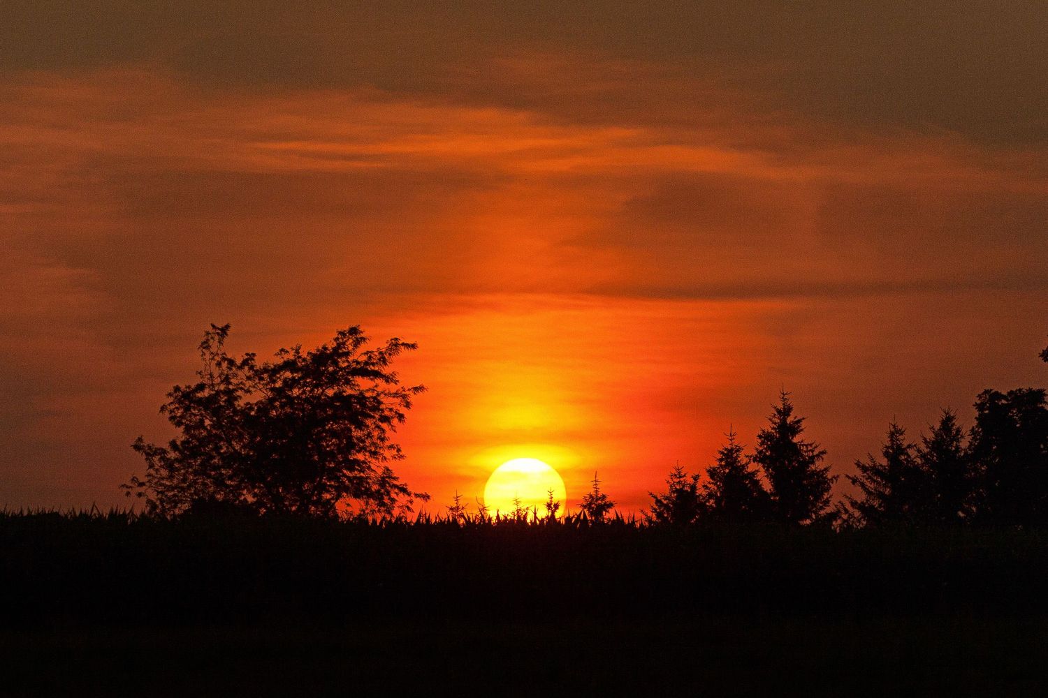 Sunset over cornfield