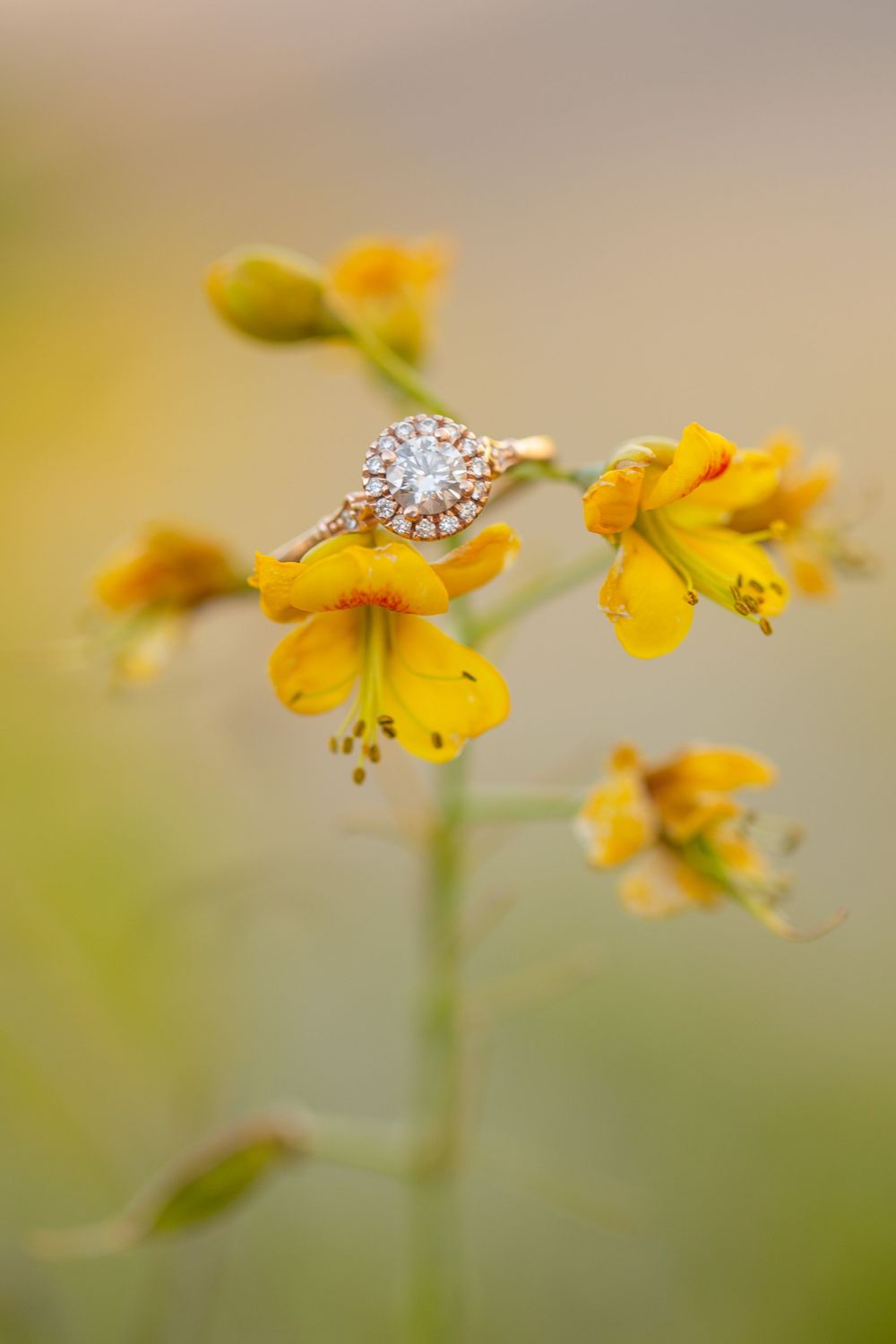 A sparkling diamond engagement ring balanced delicately on yellow wildflowers in a soft-focus nature setting.