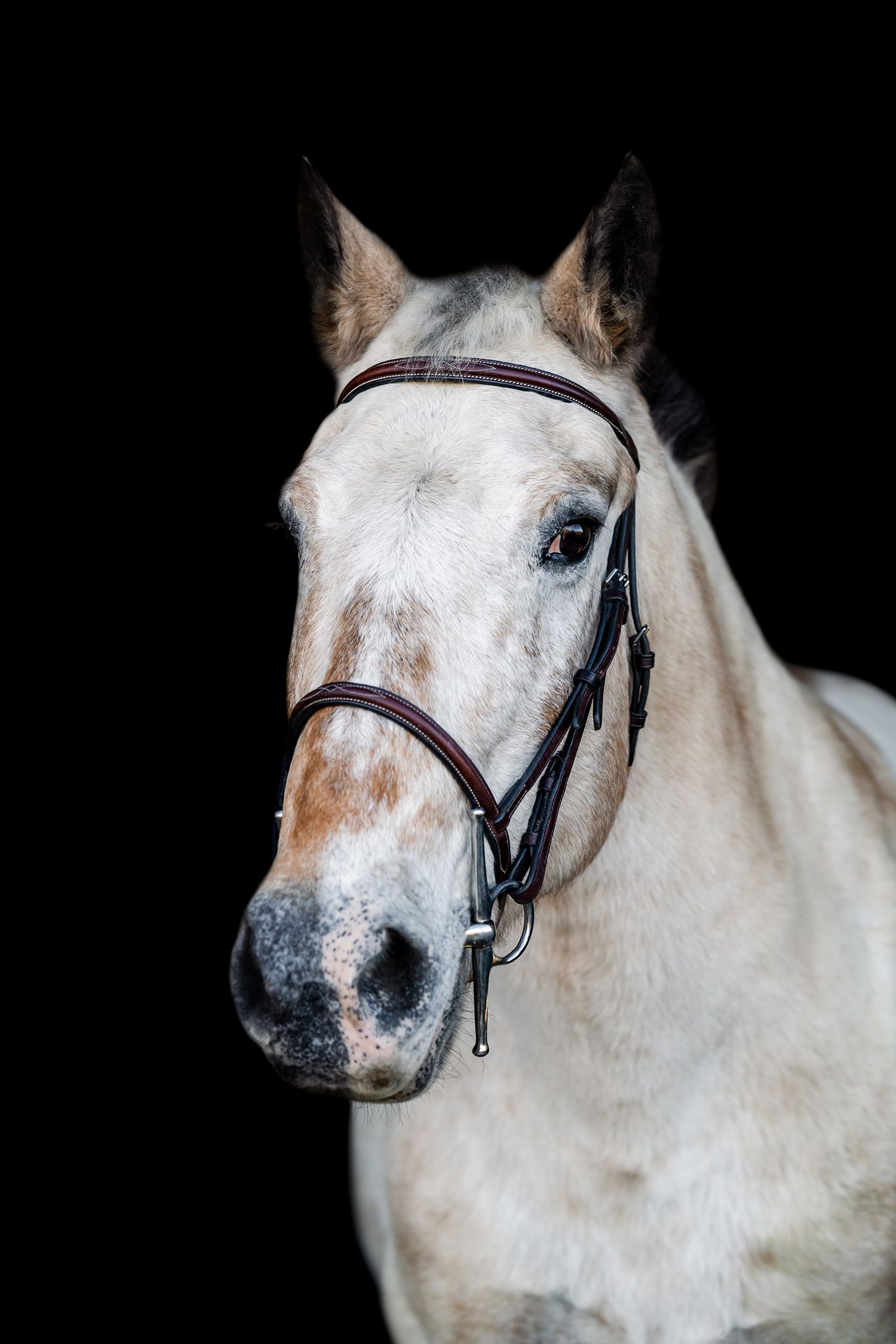 headshot black background portrait of buckskin roan pony with speckled muzzle