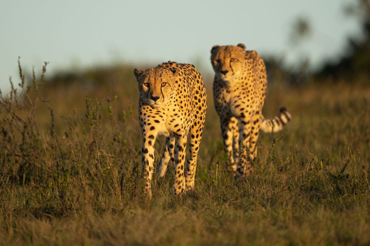 Group of cheetahs walking through tall grass at sunset.