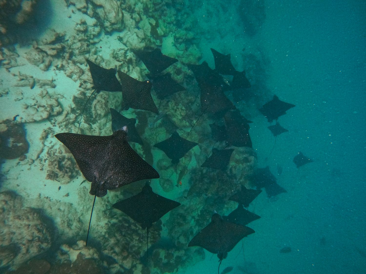 A school of spotted eagle rays glides through turquoise waters near a coral reef.
