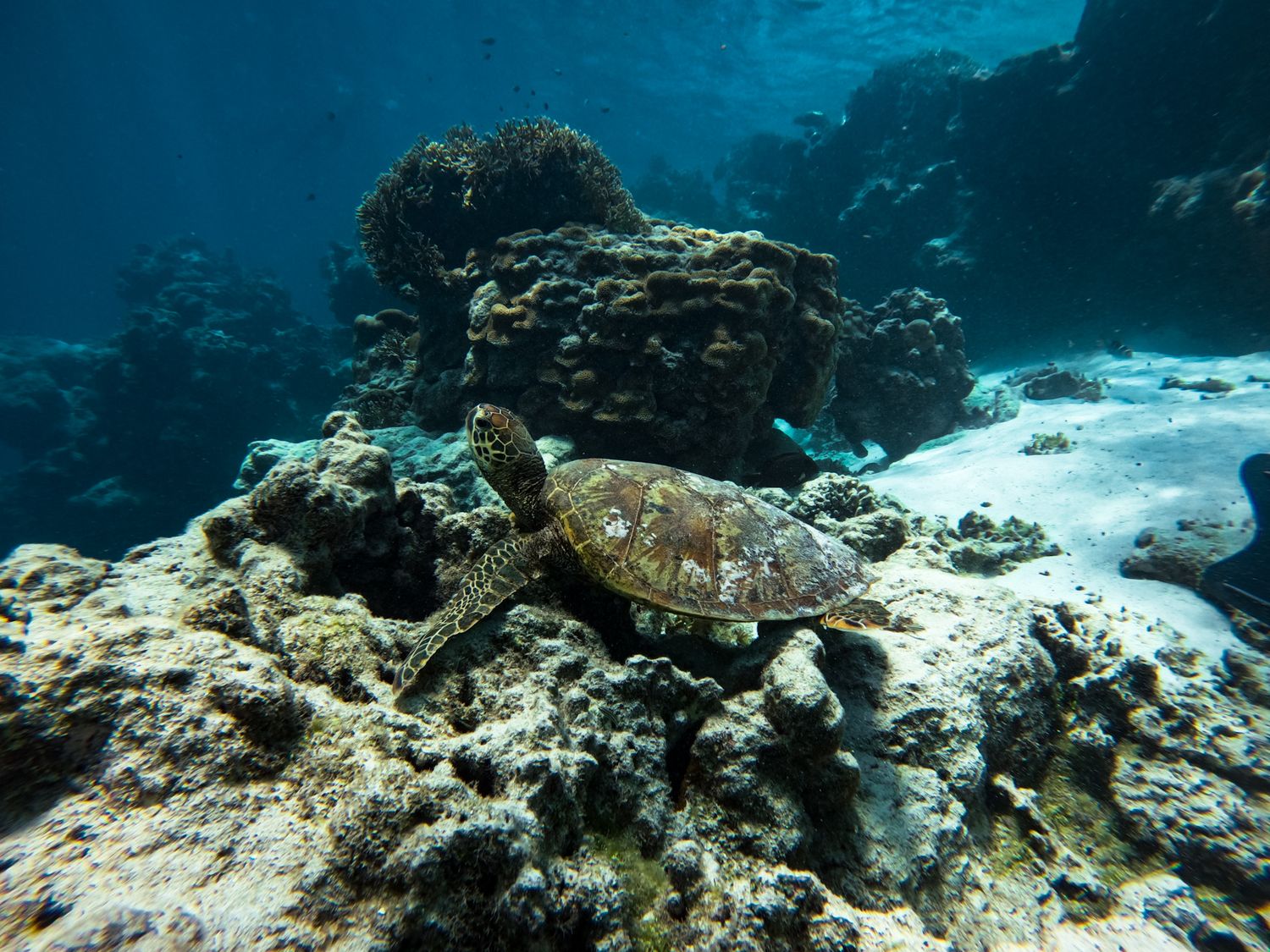 Sea turtle resting on coral formations in clear underwater reef environment.