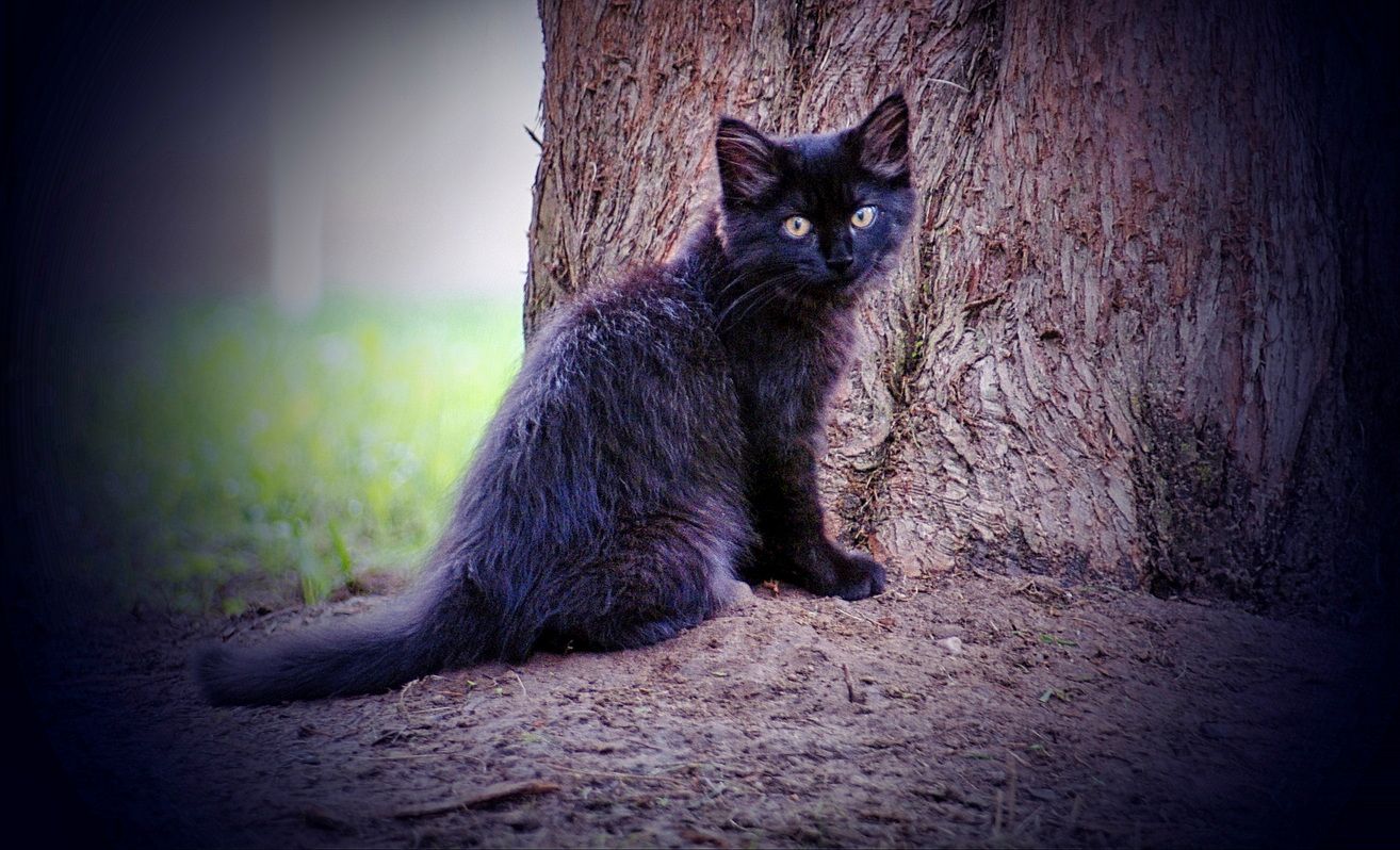 black cat