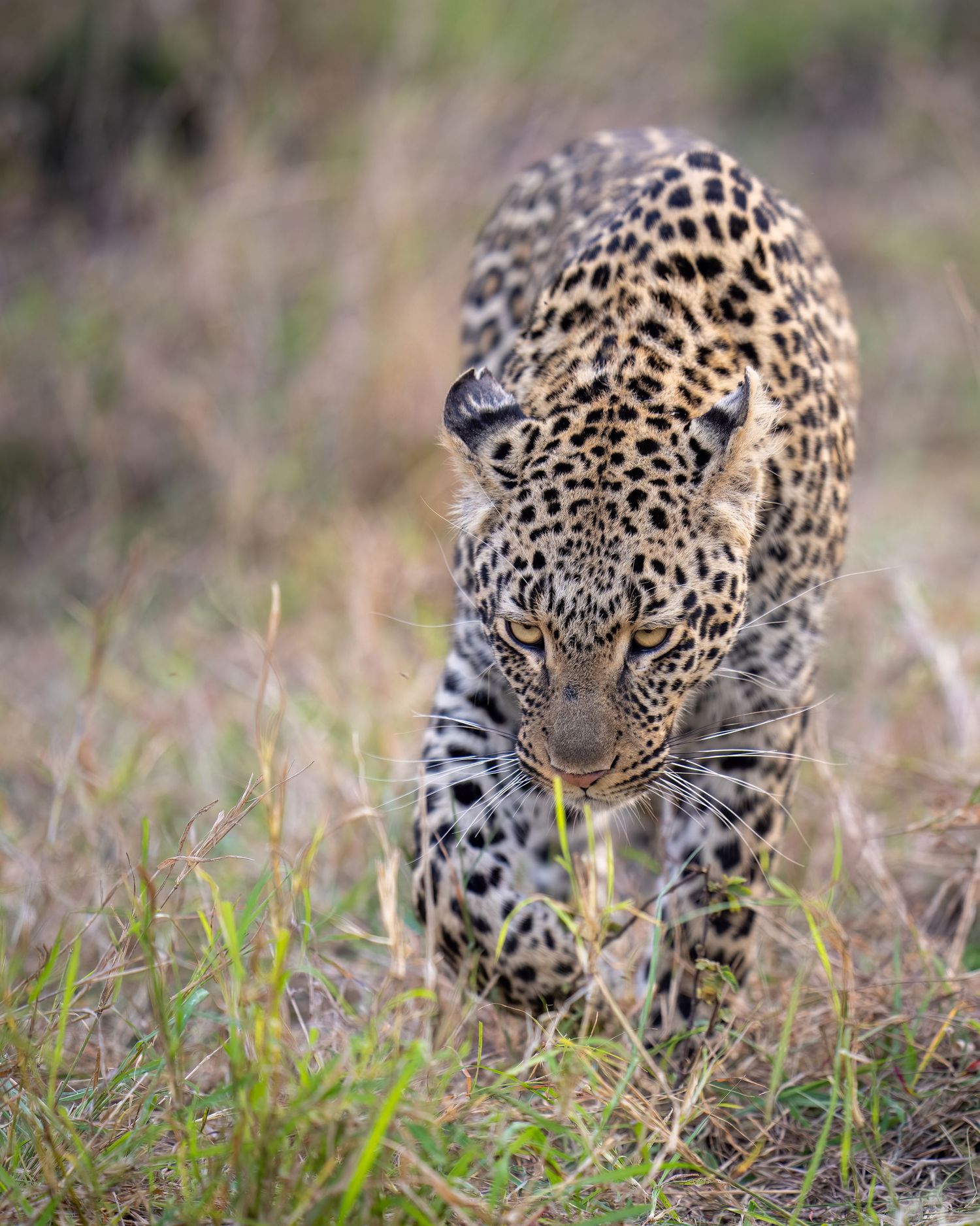 Leopard moving stealthily through tall grass showing hunting posture.