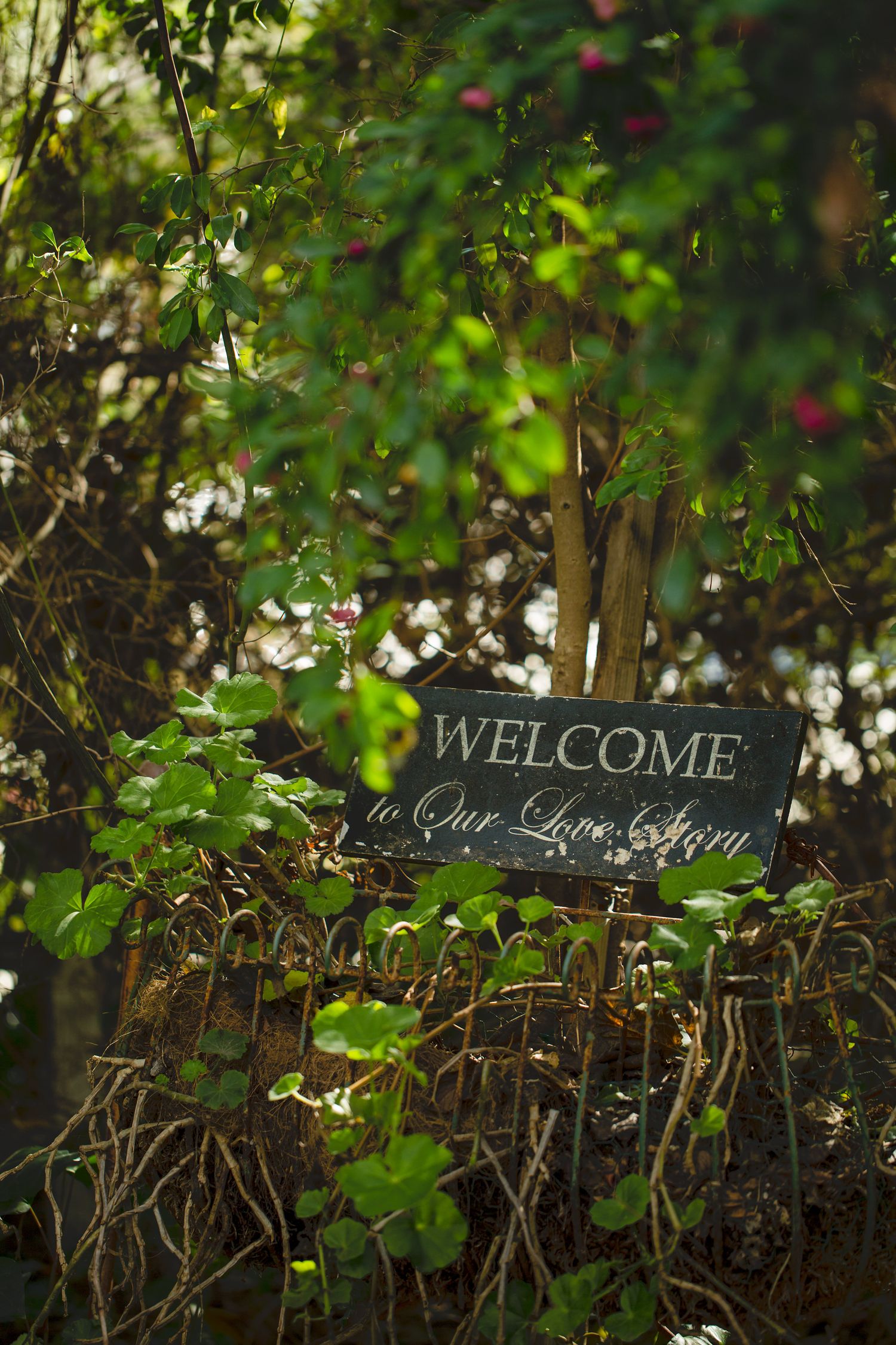 Twin Oaks and Green Gables Wedding Photographers Best Wedding