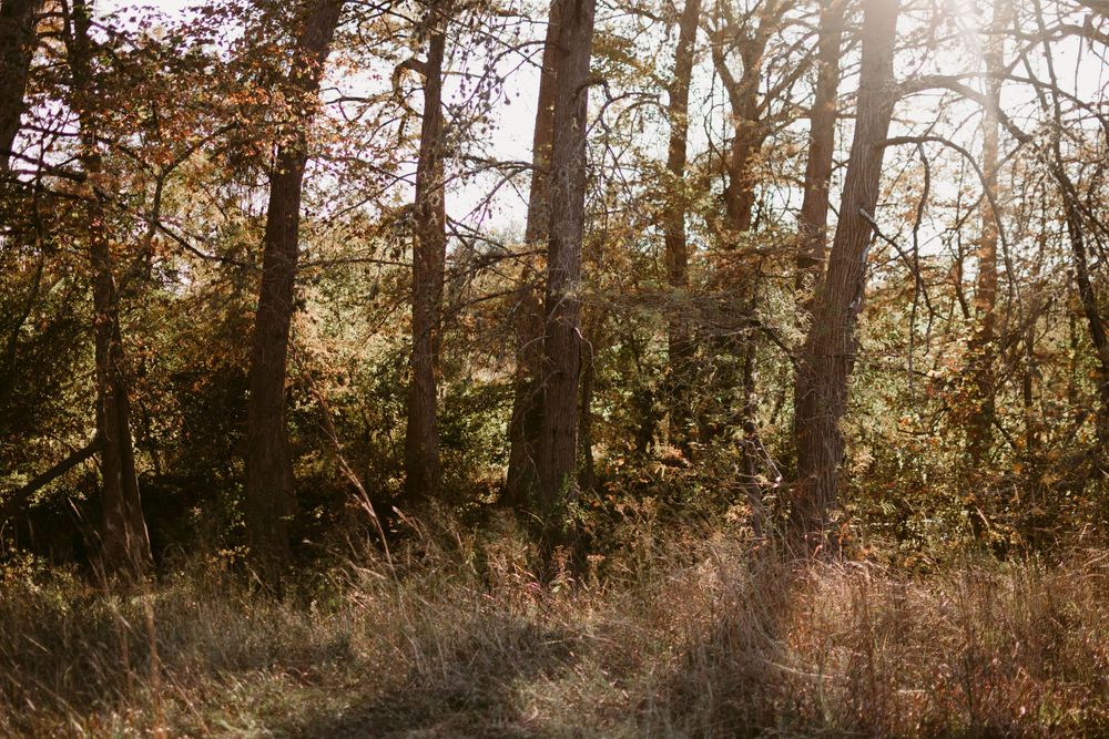 Sunlight filters through autumn trees creating a magical woodland atmosphere.