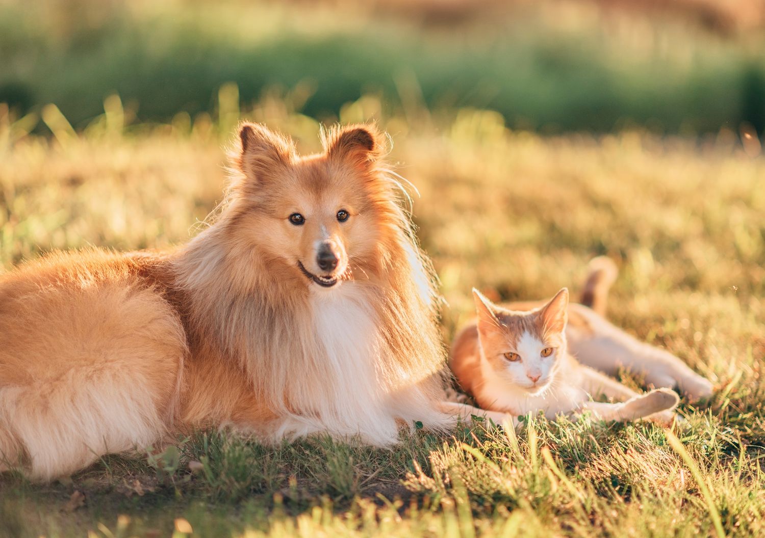 A fluffy Shetland Sheepdog and an orange tabby cat resting together on green grass in warm golden sunlight.