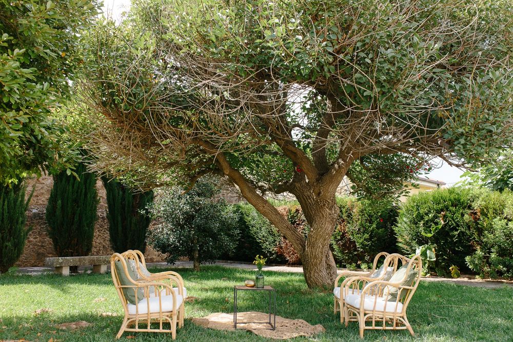 Rustic garden seating arrangement under a large olive tree with rattan chairs.