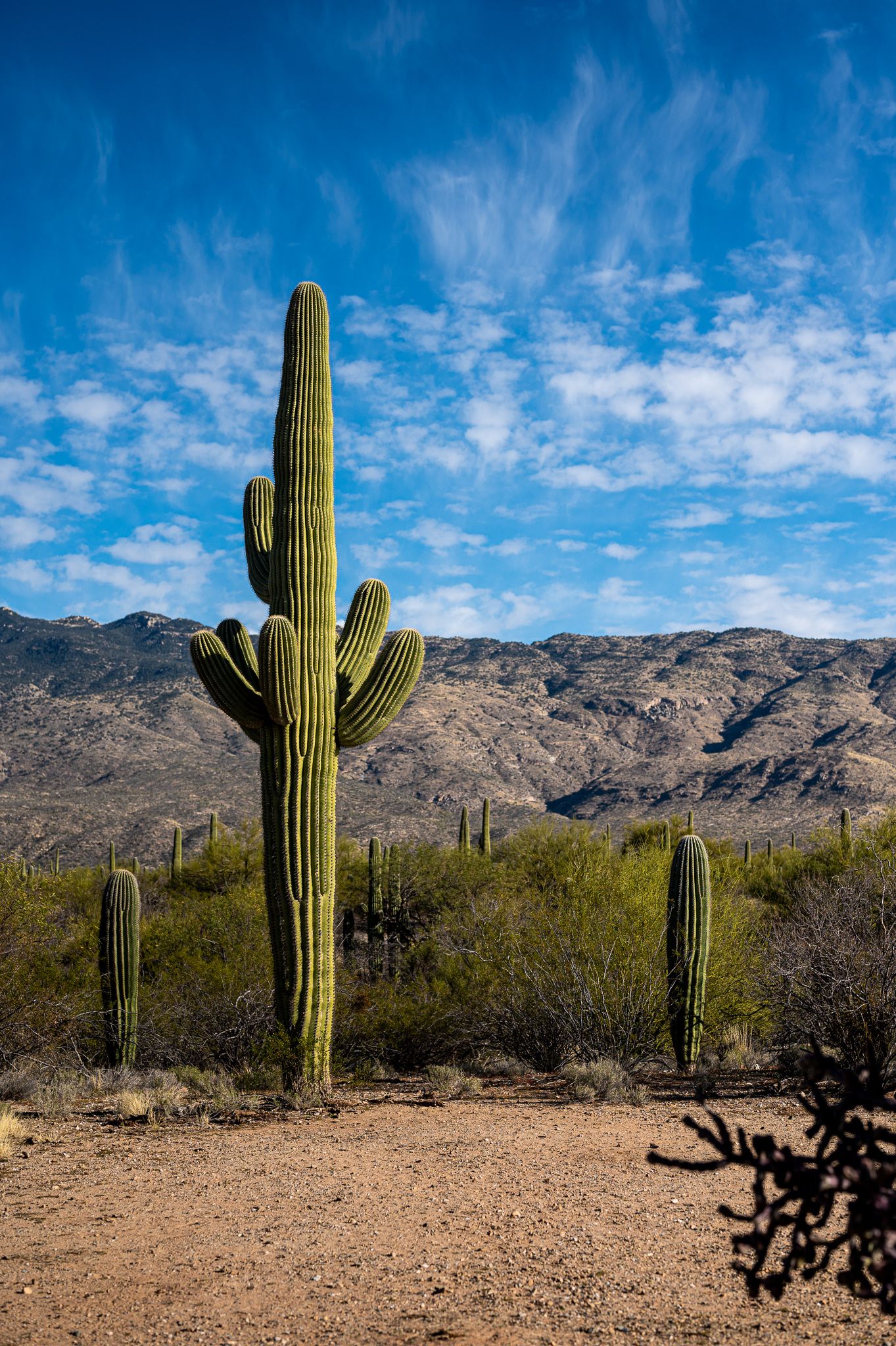 If you have your heart set on a desert scene for your photos shoot, the Broadway trail is a perfect location.
