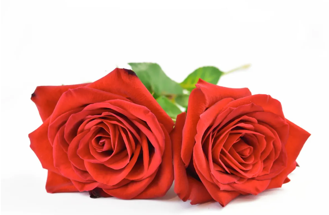 Two fresh red roses with green stems lying together on white background.
