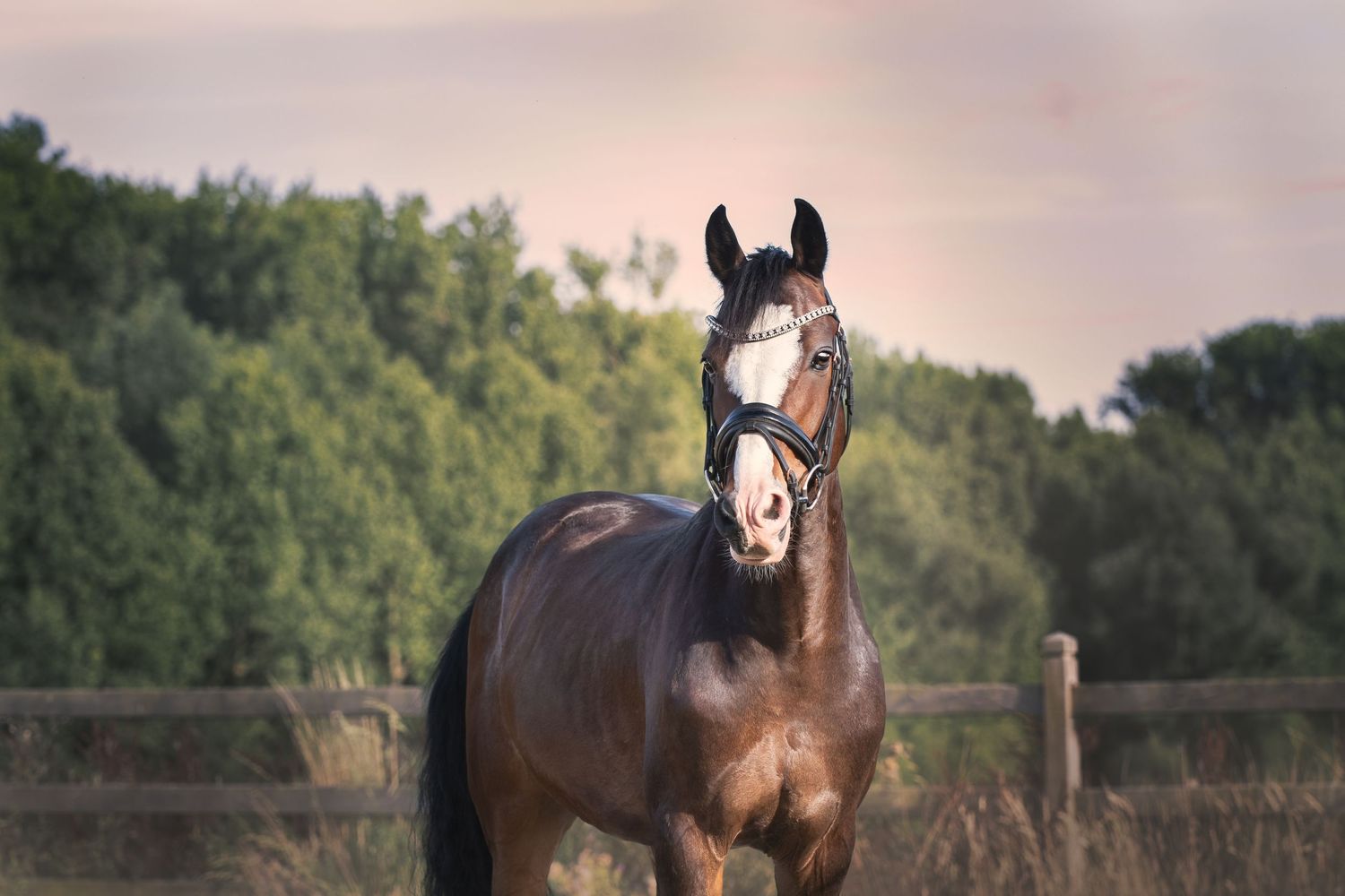 Paardenfotografie België  portret van paard in de natuur — JA Fotografie