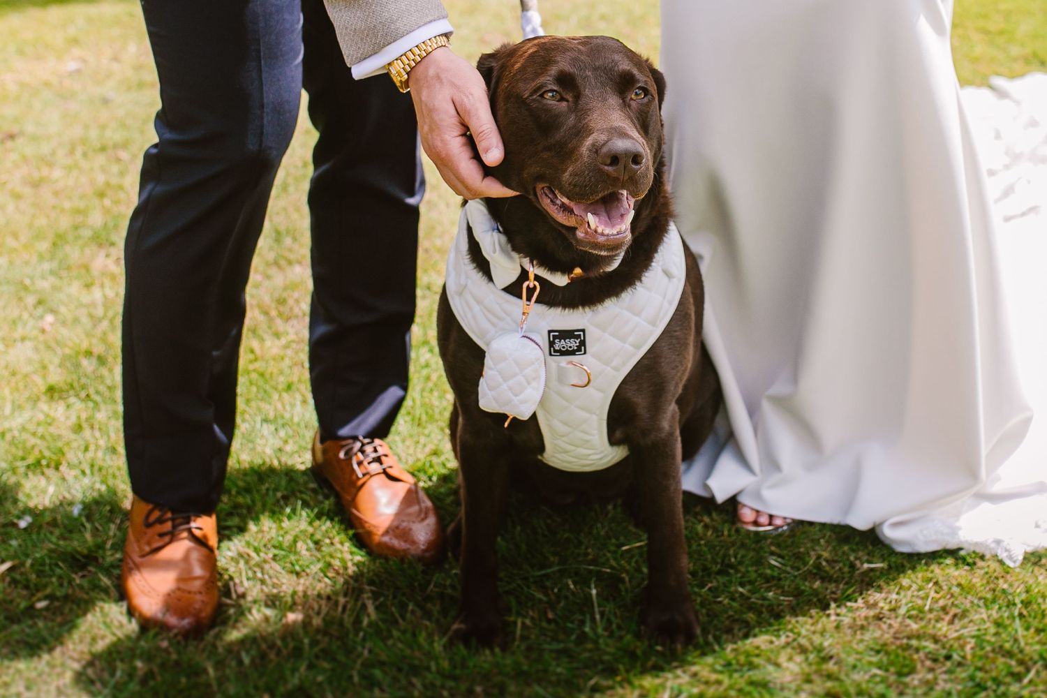 lancashire wedding dog photographer