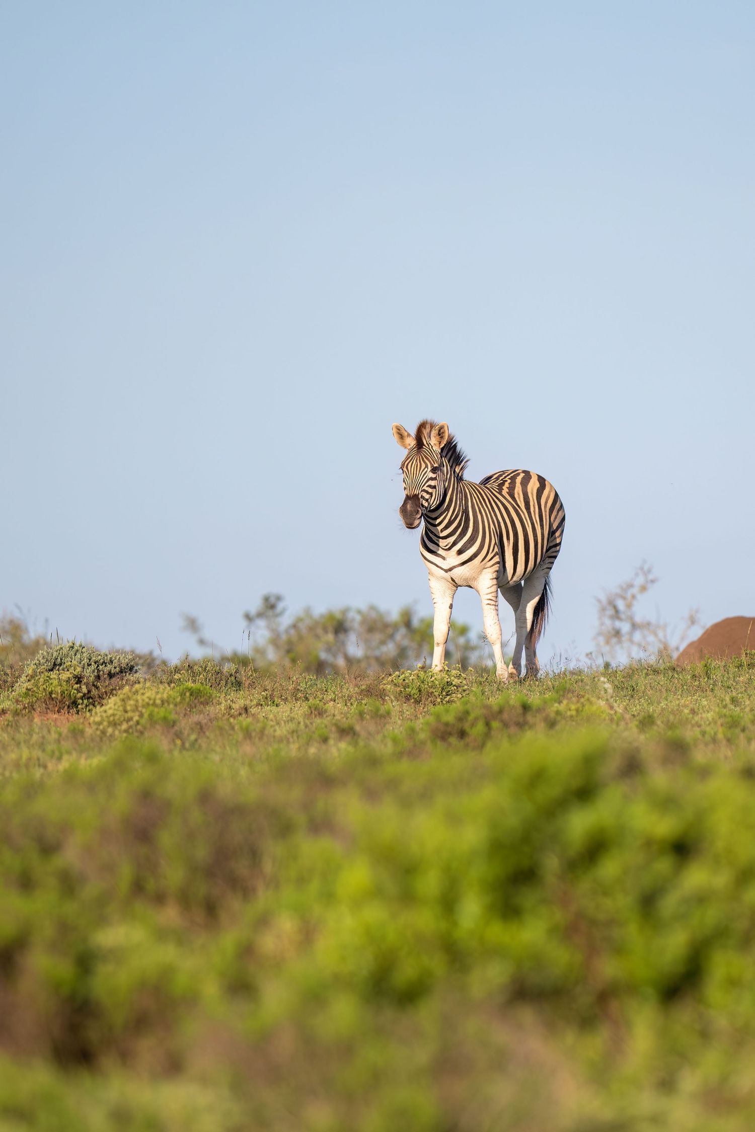 Zebras standing on hilltop against blue sky in natural habitat.
