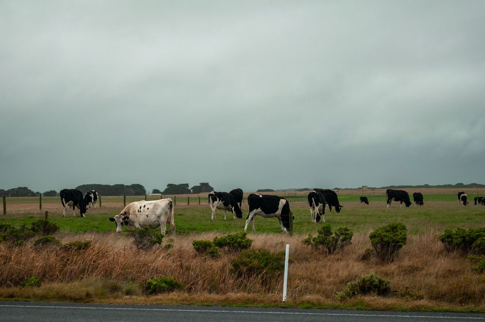 New Zealand, 2017