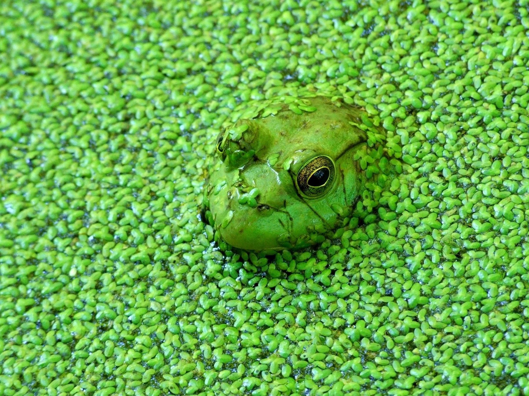 Gone Herping