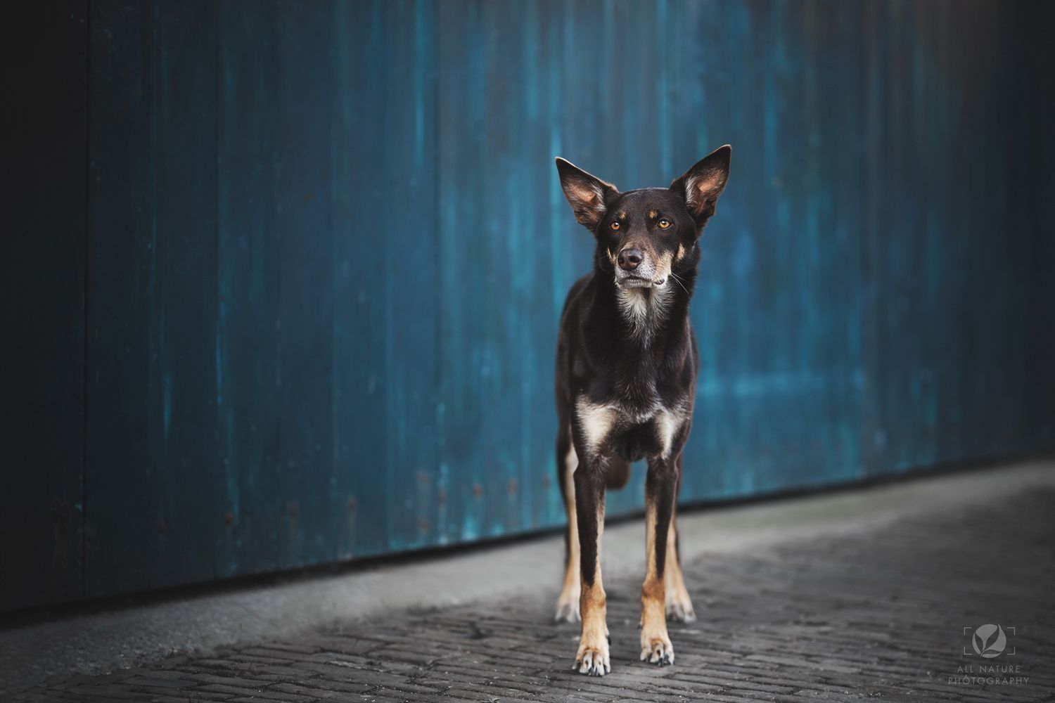 A small black and tan dog stands alertly against a dramatic blue background.