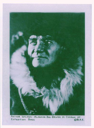 Portrait of Arthur Walden, Polar Explorer, author, adventurer and original Chinook Breeder.