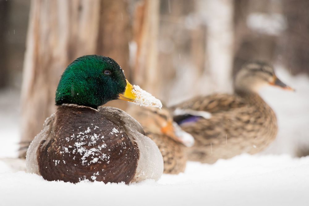 Male Mallard in winter- accepted into exhibition