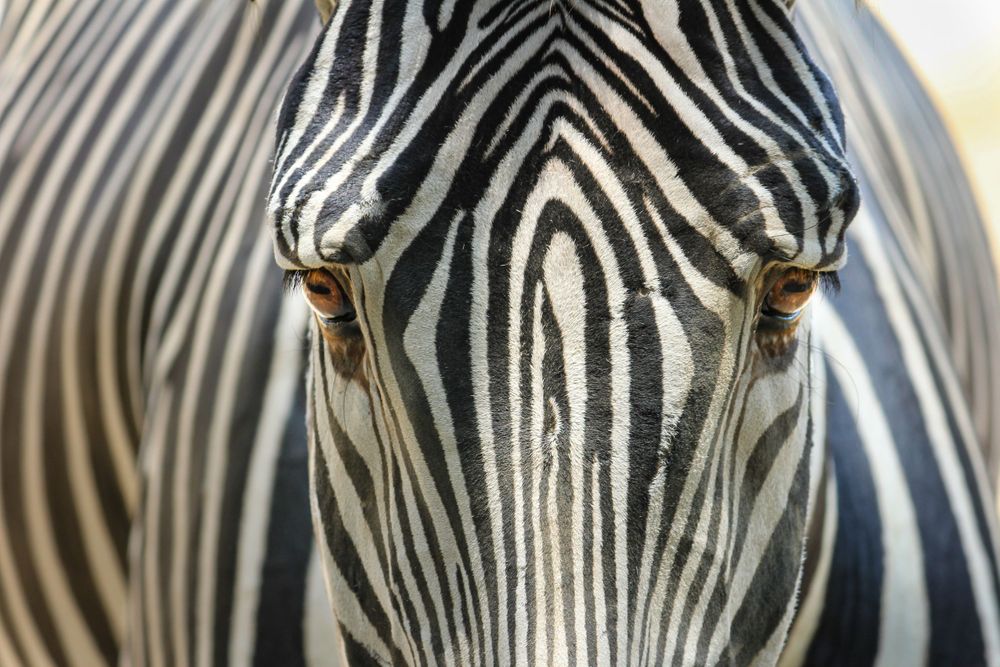 Close up of zebra- honorable mention award recipient