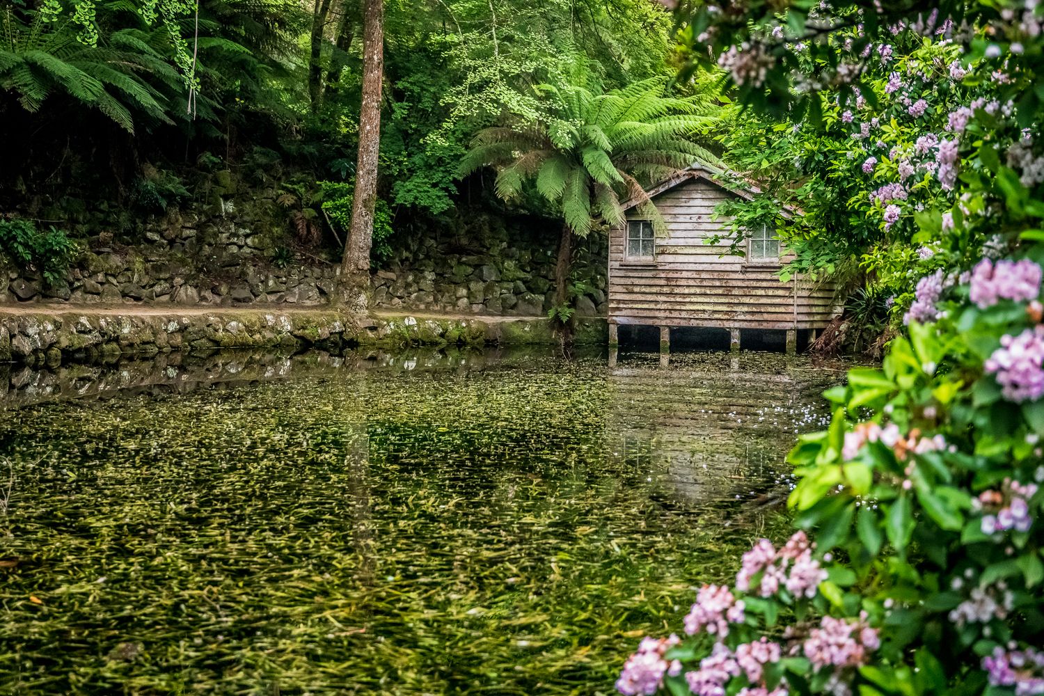 Rustic wooden boathouse on stilts over a lily-covered pond surrounded by dense tropical garden greenery.
