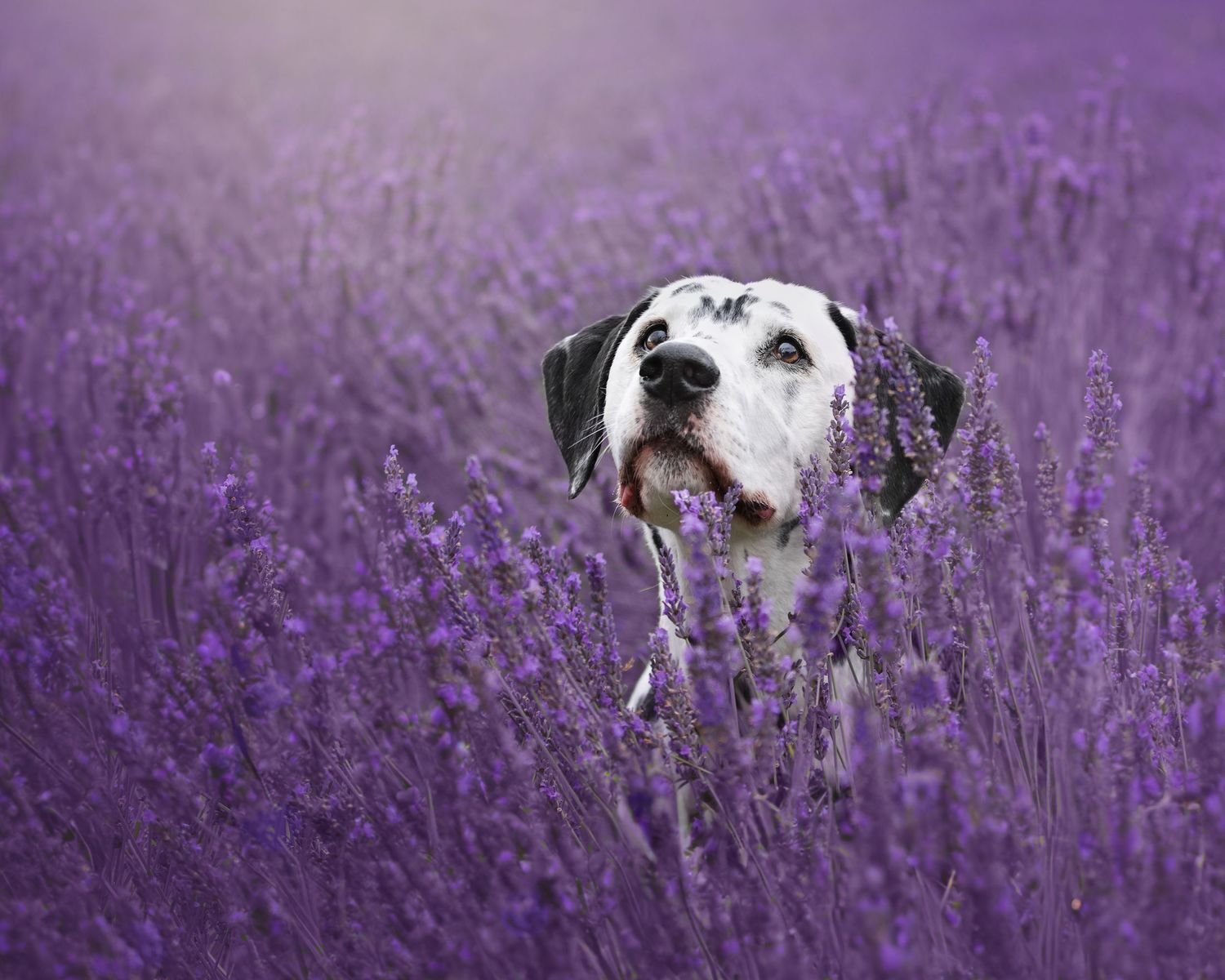 Series of photos showing a Dalmatian dog in a purple lavender field.