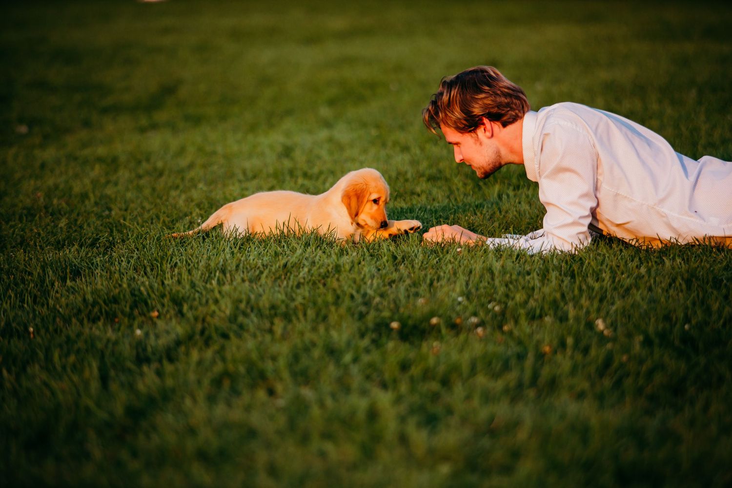 Person lying in grass at sunset with a golden retriever puppy.
