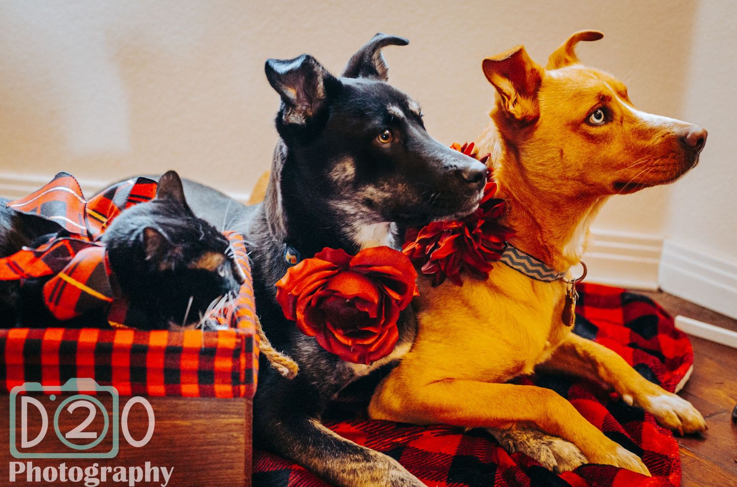 Two dogs in buffalo plaid Christmas decor, one black and one yellow, posed with red roses.