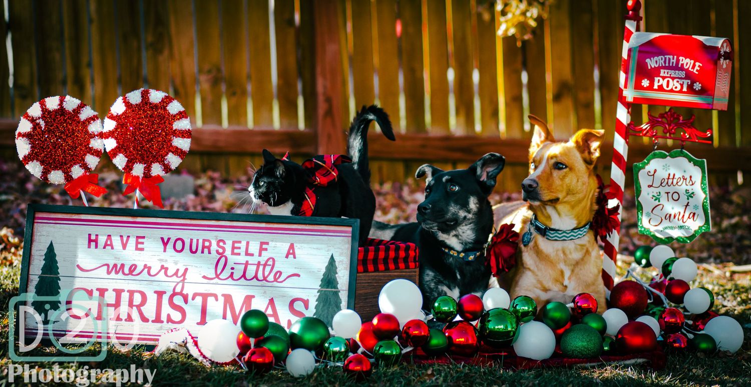 Holiday decor display with Christmas sign, stuffed animals, and festive peppermint ornaments against wooden fence.