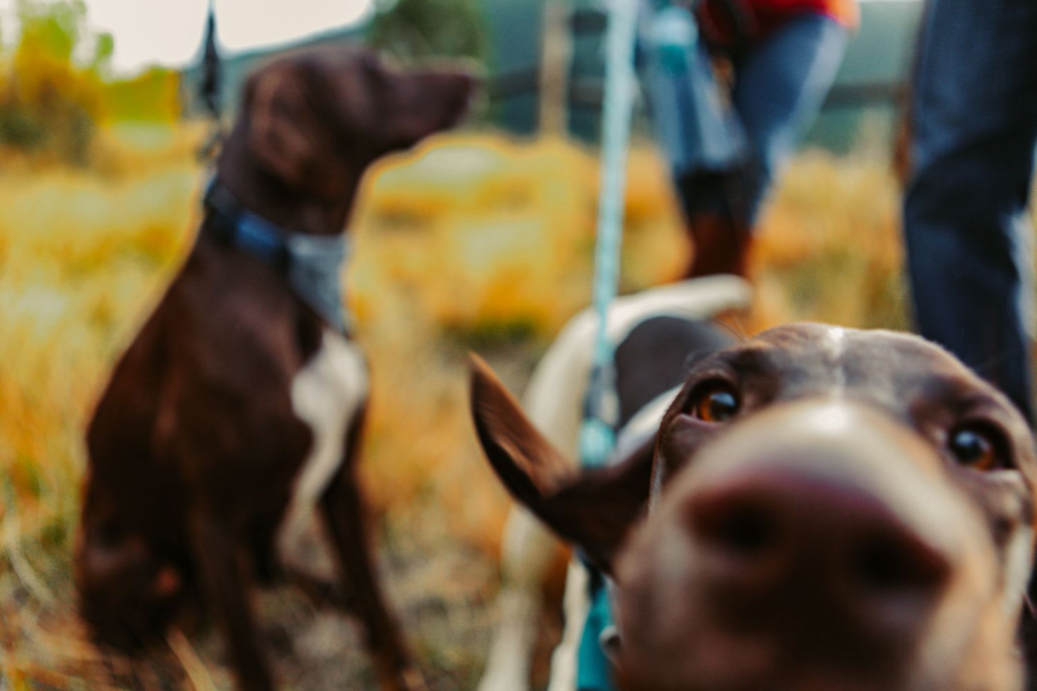 Close-up of curious dog's nose with second dog blurred in background.