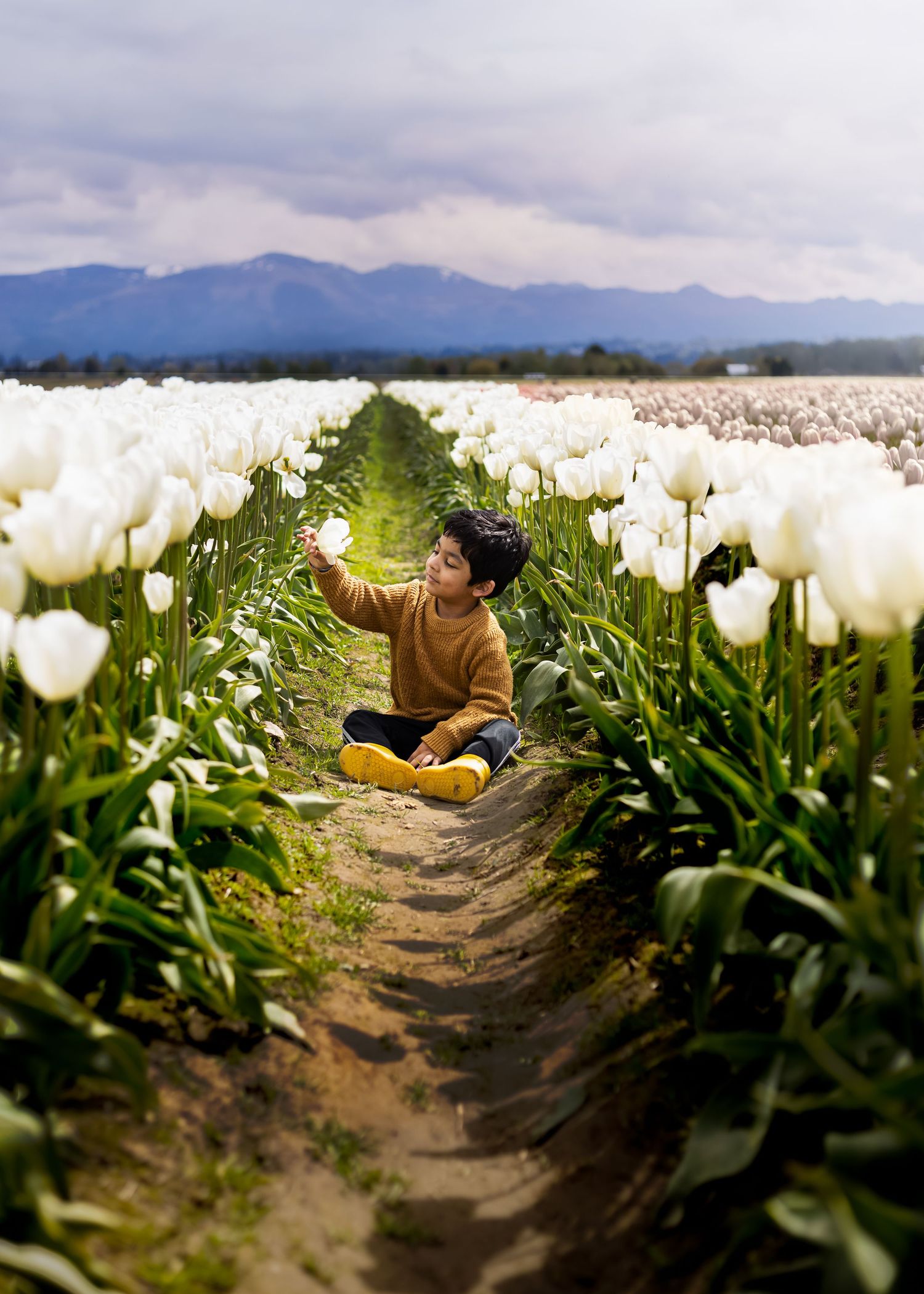 Child in yellow sweater sitting among white tulips with mountains in background.