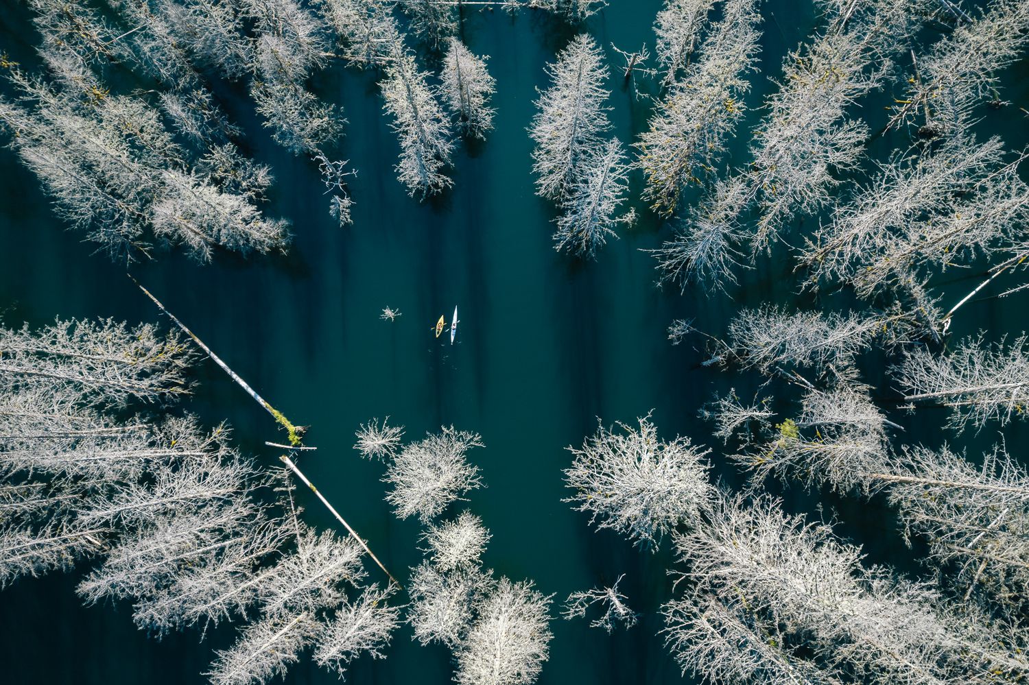 Aerial winter view of snow-covered pine forest with boats on dark blue water.