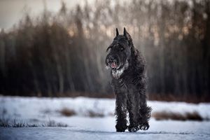 Giant Schnauzer Red Deer Alberta Photographer